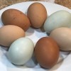 Blue and Brown Eggs, Oh My! - plate with 7 eggs, some blue, some dark brown and two light brown