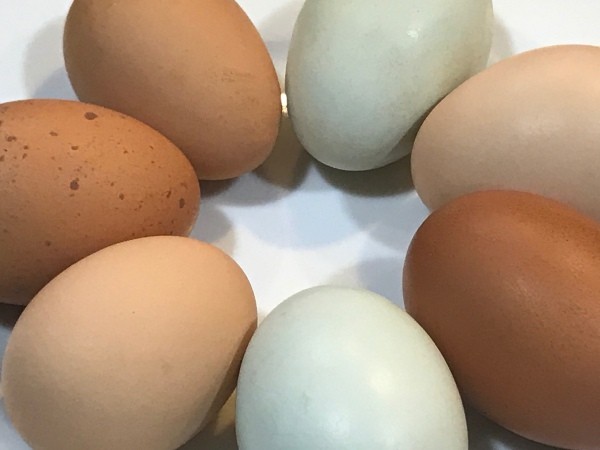 Blue and Brown Eggs, Oh My!