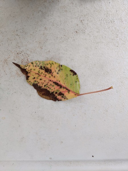 Nature Stationary - leaf