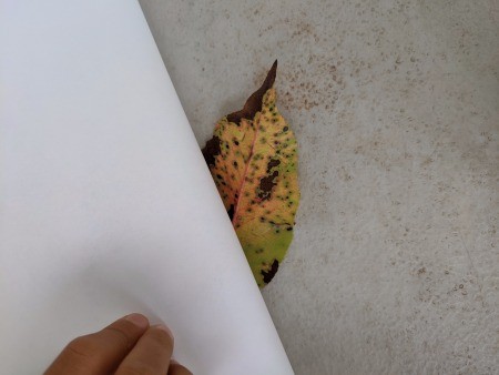 Nature Stationary  - cover leaf with a sheet of paper
