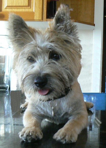 Bogart (Cairn Terrier) - with a hair cut