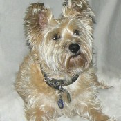 Bogart (Cairn Terrier) - silky haired Cairn lying down looking to his left