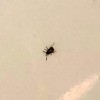 Identifying Tiny Black Bug - black bug on white background