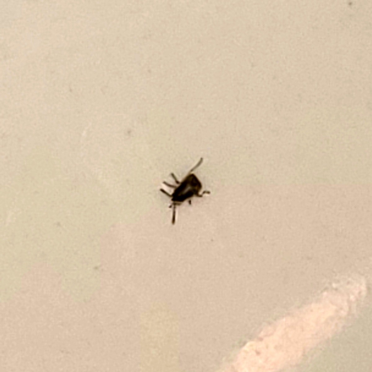 Small Black Bugs Lopinews