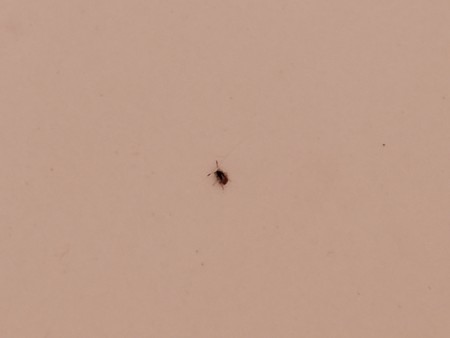 Identifying Tiny Black Bug? | ThriftyFun