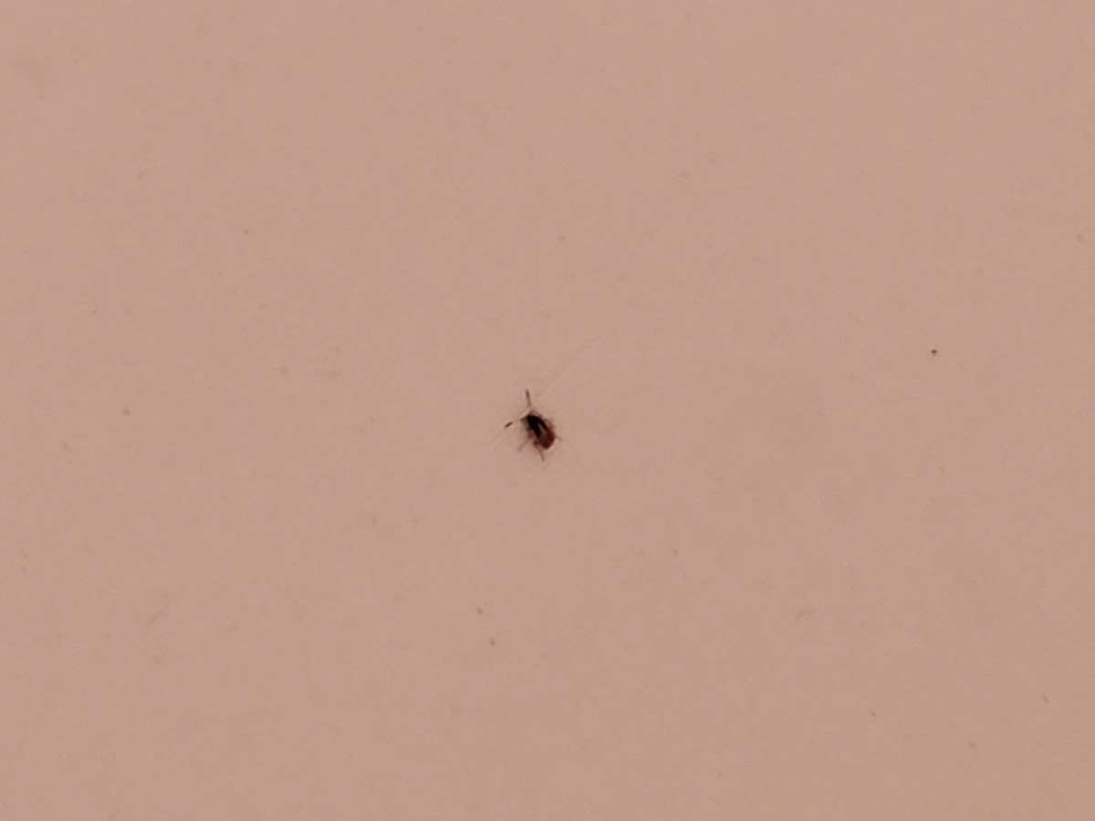 Identifying Tiny Black Bug ThriftyFun