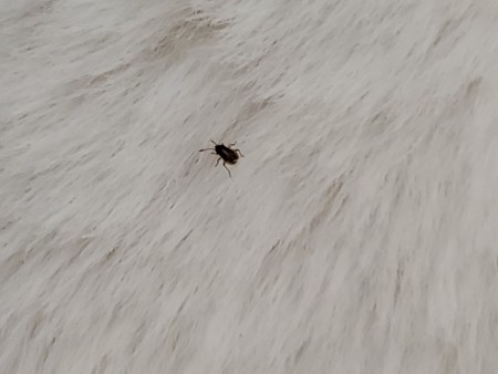 Identifying Tiny Black Bug