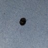 Identifying Bugs in the Bedroom - dark oval bug