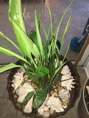 Leaves on Peace Lily Slow to Unfold - potted peace lily with new growth