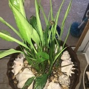 Leaves on Peace Lily Slow to Unfold - potted peace lily with new growth