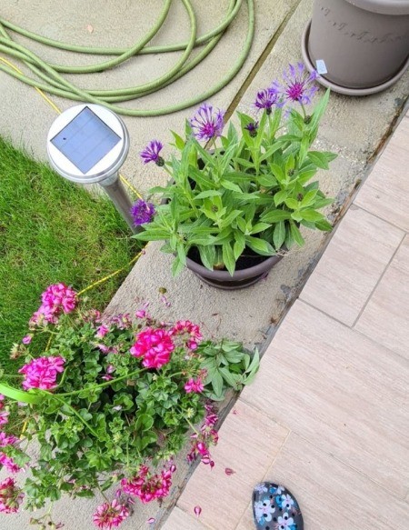 Identifying a Perennial Flower -perennial bachelor button