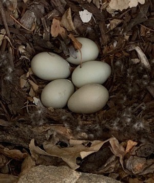 Duck Seems to Have Abandoned Her Eggs - nest with 5 eggs