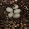Duck Seems to Have Abandoned Her Eggs - nest with 5 eggs