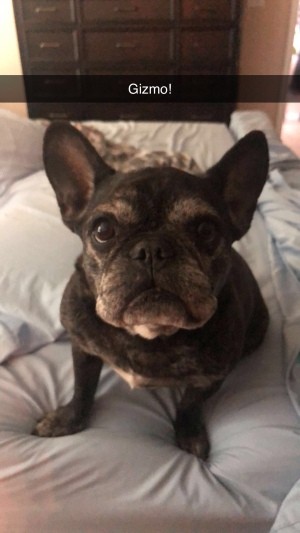 Cause of Sudden Death in Dogs - French Bulldog
