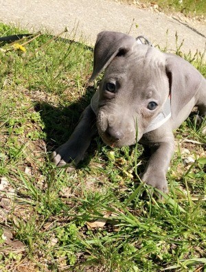 Is My Pit Bull Puppy Full Blooded? - cute baby Pit Bull in the grass