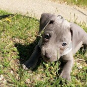 Is My Pit Bull Puppy Full Blooded? - cute baby Pit Bull in the grass