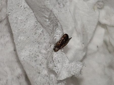 Identifying a Small Brown Bug