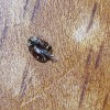 Identifying a Small Brown Bug - bug on wooden background