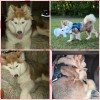 What Kind of Husky Do I Have? - montage photos of light brown and white Husky