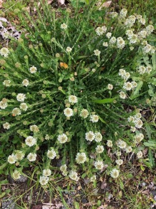 Identifying Wild Flowers - clumping plant on roadside