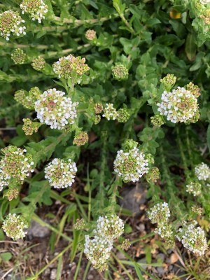 Identifying Wild Flowers  - closeup of the flowers on clumping plant