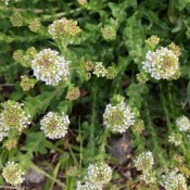 Identifying Wild Flowers  - closeup of the flowers on clumping plant