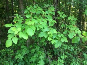 Beware of Poison Ivy and Poison Oak - tall poison ivy plant