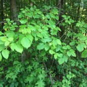 Beware of Poison Ivy and Poison Oak - tall poison ivy plant