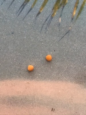 Identifying an Insect Egg - small round orange objects