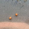 Identifying an Insect Egg - small round orange objects