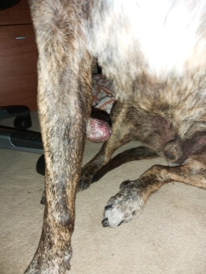 Identifying a Lump on Dog's Leg - large lump on dog's inner right front leg