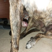 Identifying a Lump on Dog's Leg - large lump on dog's inner right front leg