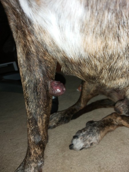 Identifying a Lump on Dog's Leg