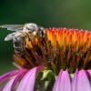 A bee on the top of a purple coneflower.