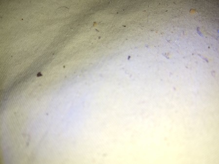 Identifying Little Black Bugs