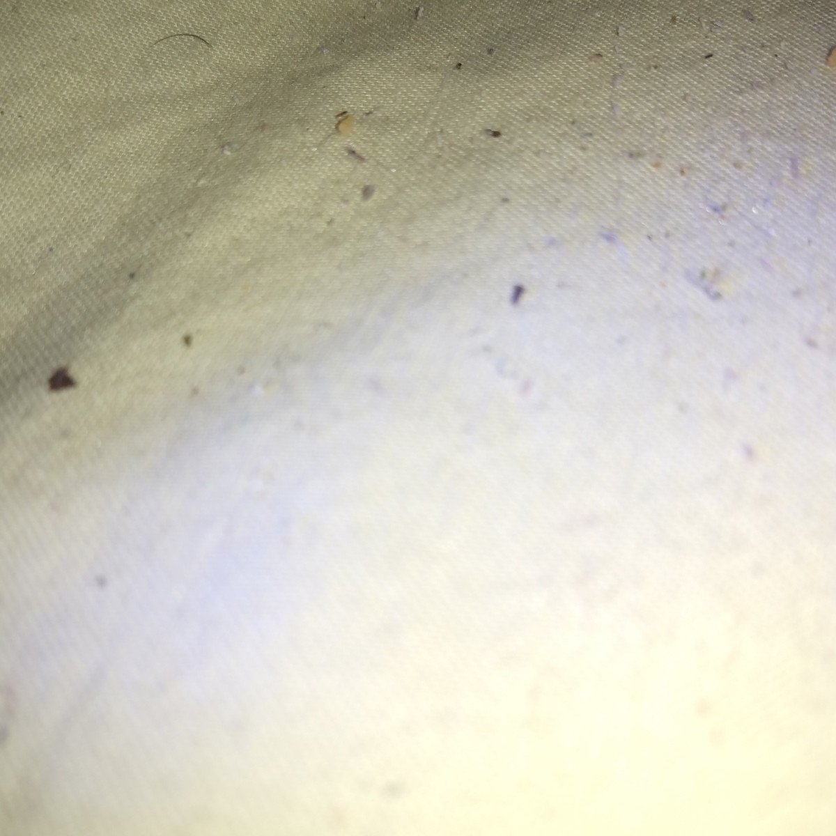 Identifying Little Black Bugs? | ThriftyFun