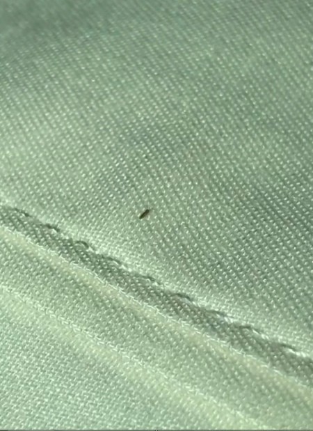 Identifying Small Brown Jumping or Flying Bug