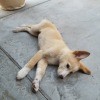 Puppy Recovering From Parvo Has UTI
