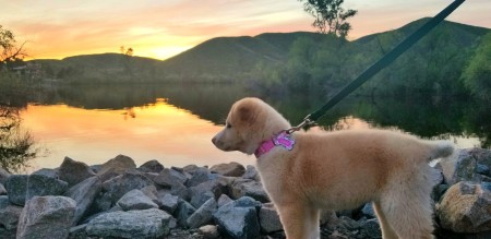 Puppy Recovering From Parvo Has UTI