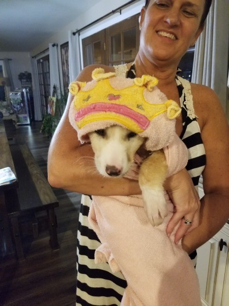 Puppy Recovering From Parvo Has UTI