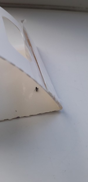Identifying Little Black Flying Bugs