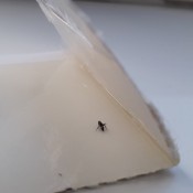Identifying Little Black Flying Bugs - small black bug
