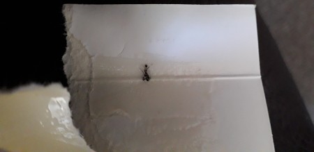 Identifying Little Black Flying Bugs