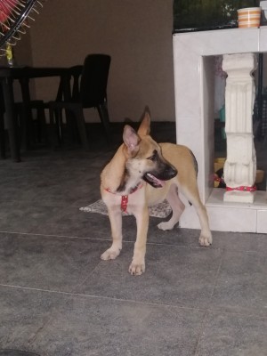 What Breed Is My Dog? - tan puppy with upright ears and dark muzzle