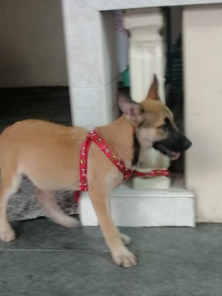 What Breed Is My Dog?