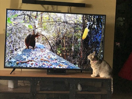 A cat in front of a television screen showing wild birds.