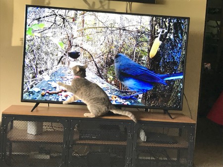A cat in front of a television screen showing wild birds.