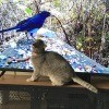 A cat in front of a television screen showing wild birds.