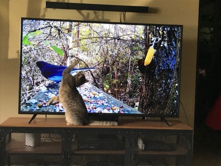 A cat in front of a television screen showing wild birds.