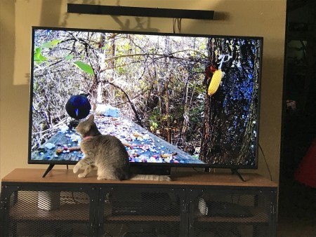 A cat in front of a television screen showing wild birds.